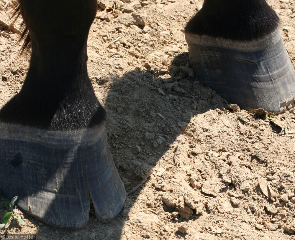 cracked horse hooves