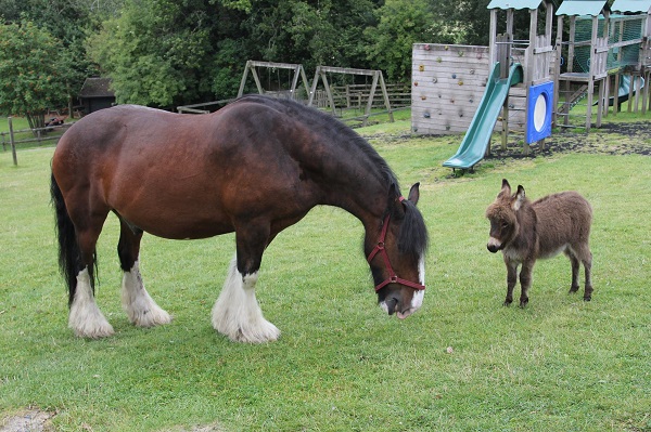 Unlikely Friendship