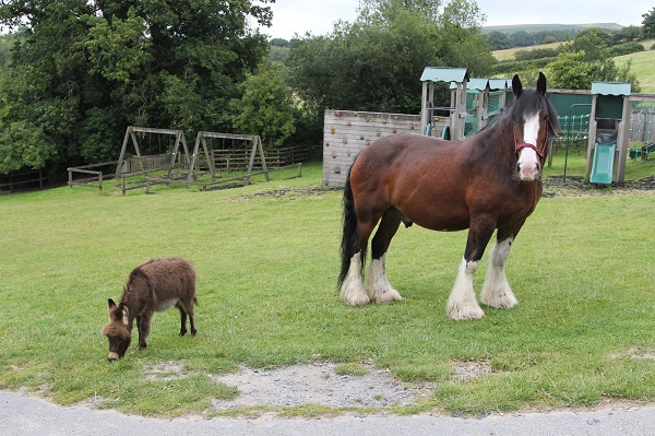 Unlikely Friendship