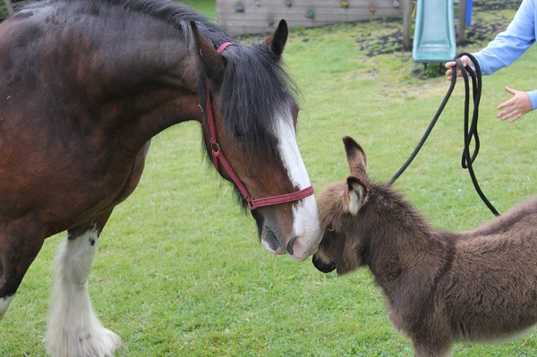 Unlikely Friendship