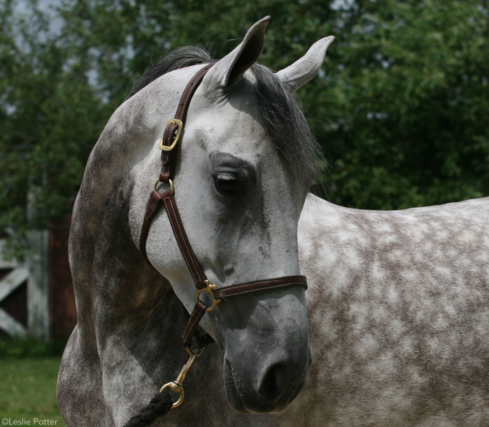 Dapple Gray National Show Horse 1000 