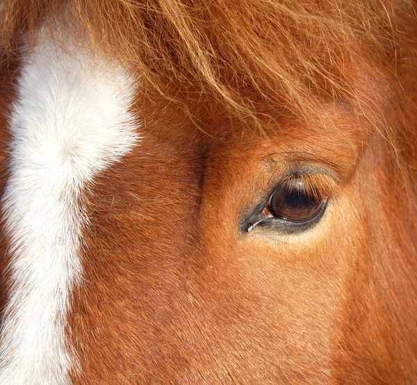 Horse Eye