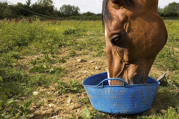 Horse Feeding