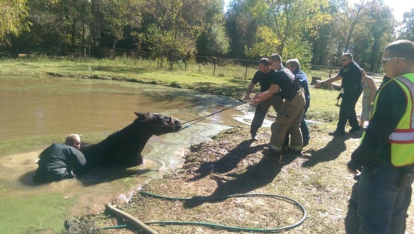 Horse Rescue