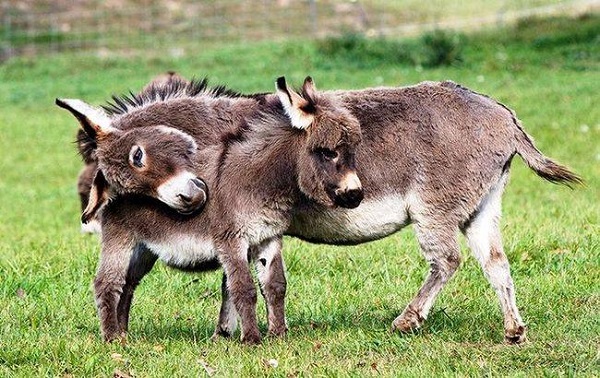 Mini Donkey