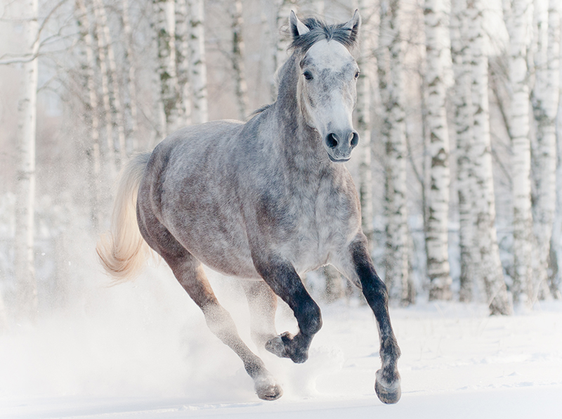Prep Your Senior Horse For Winter