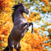 When to Retire Your Horse