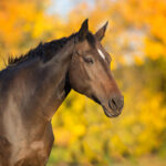 A companion horse with a fall foliage background