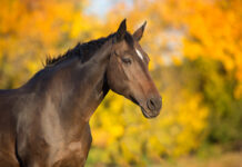 A companion horse with a fall foliage background