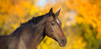 A companion horse with a fall foliage background