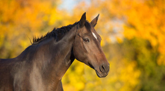 A companion horse with a fall foliage background