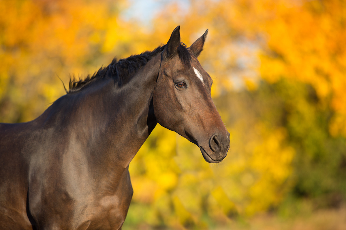 A companion horse with a fall foliage background