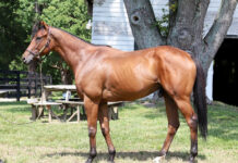 Adoptable horse Danger Ranger