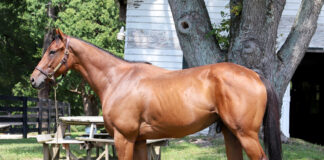 Adoptable horse Danger Ranger