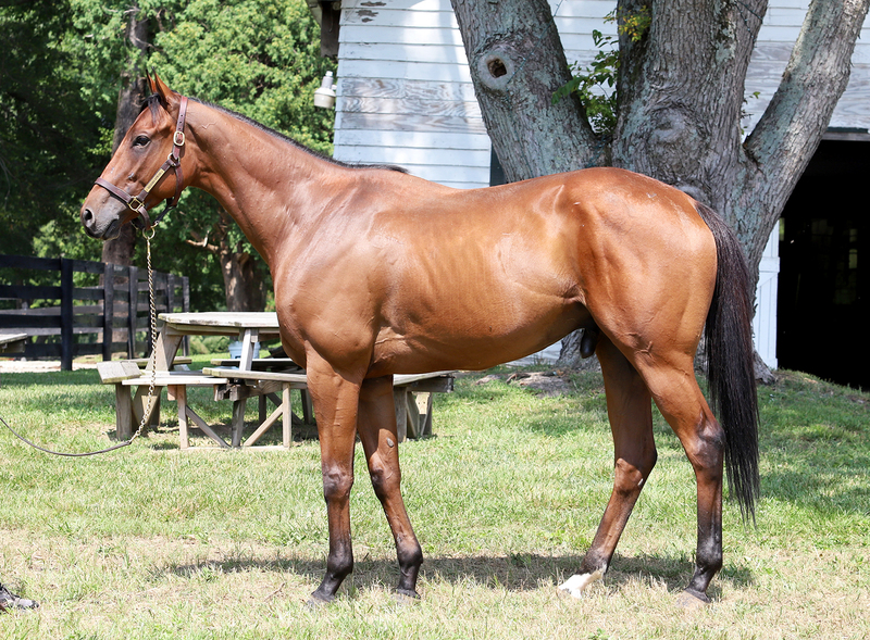 Adoptable horse Danger Ranger