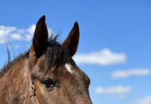 Adoptable horse Delvin To It.