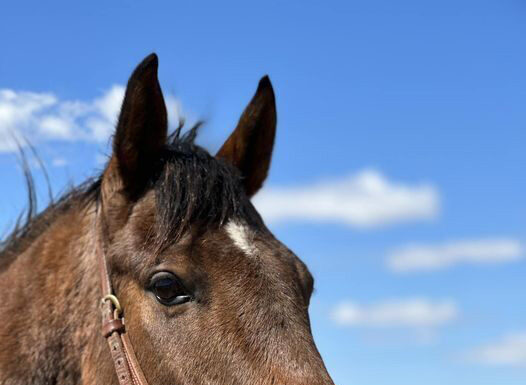 Adoptable horse Delvin To It.