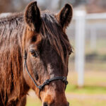 Adoptable horse Draco Malfoy.