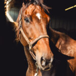 Adoptable horse Flag Bearer.