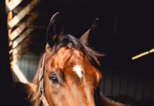 Adoptable horse Flag Bearer.