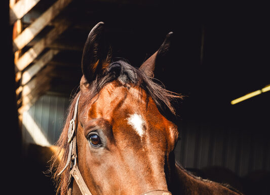 Adoptable horse Flag Bearer.