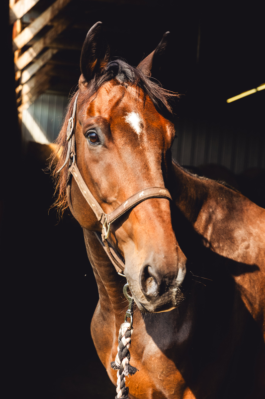 Adoptable horse Flag Bearer.