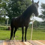 Adoptable horse Frey.