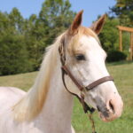 Adoptable horse Hali.