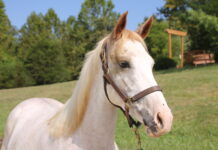 Adoptable horse Hali.