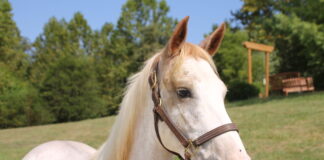 Adoptable horse Hali.