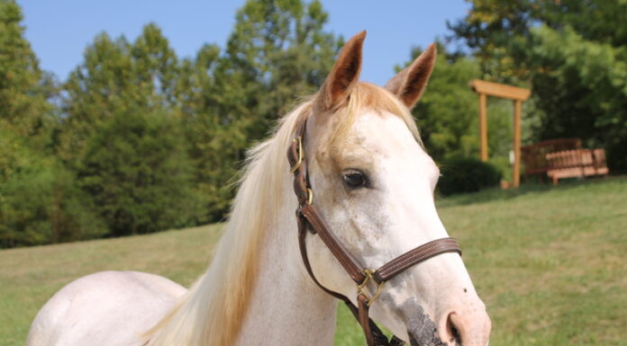 Adoptable horse Hali.