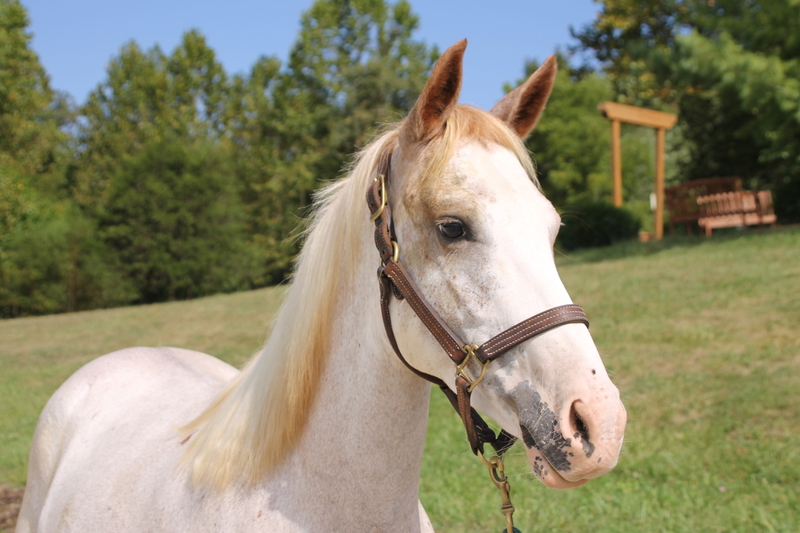 Adoptable horse Hali.