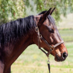 Adoptable horse Hercules