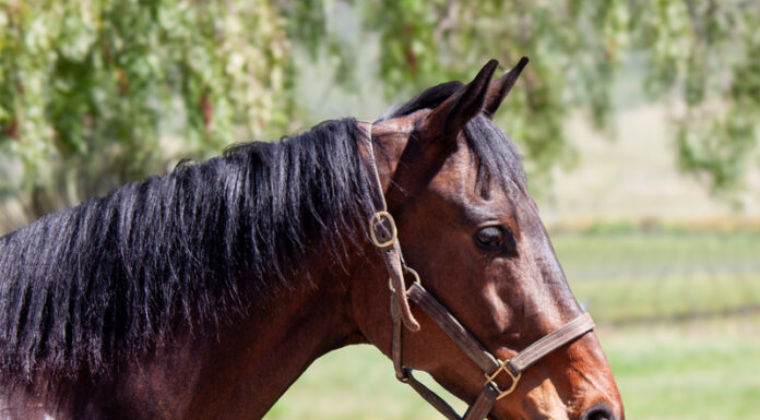 Adoptable horse Hercules