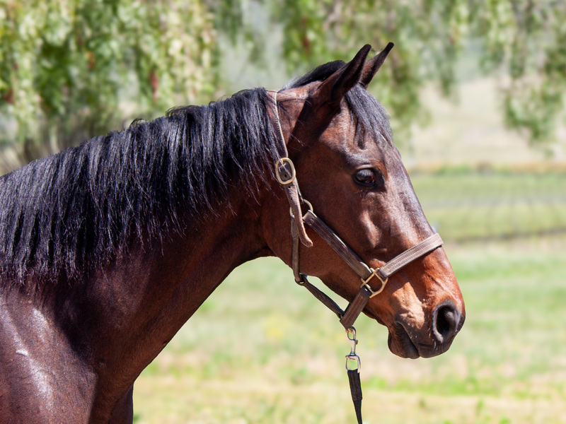 Adoptable horse Hercules