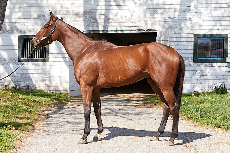 ASPCA Right Horse Adoptable Horse of the Week Klugman