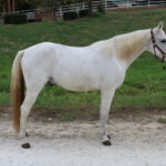 Adoptable horse Monty