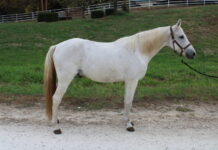 Adoptable horse Monty