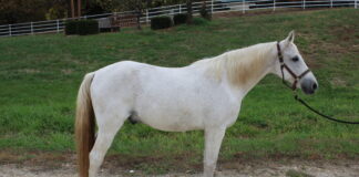 Adoptable horse Monty