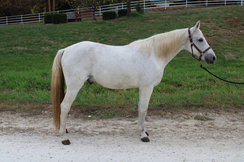 Adoptable horse Monty