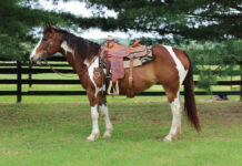 A bay Paint mare in western tack.