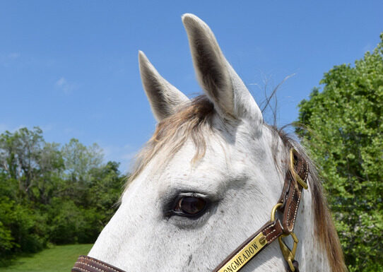 Adoptable horse Rose