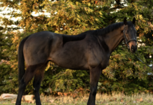 Adoptable horse Sunset Dragunn.