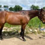 Adoptable horse TJ