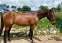 Adoptable horse TJ