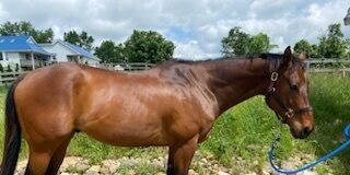 Adoptable horse TJ