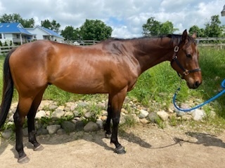 Adoptable horse TJ