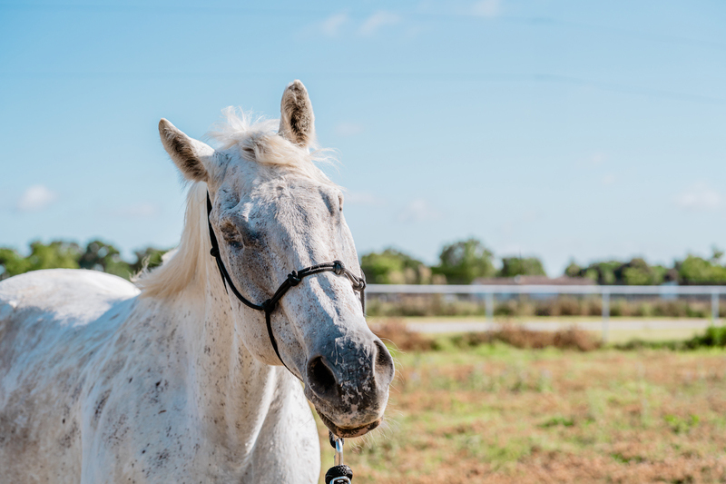 Adoptable horse Takoda