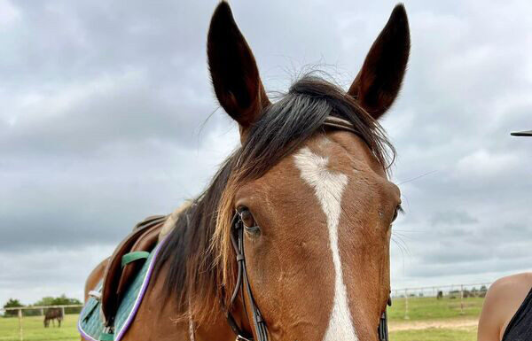 Adoptable horse Vision of Elias