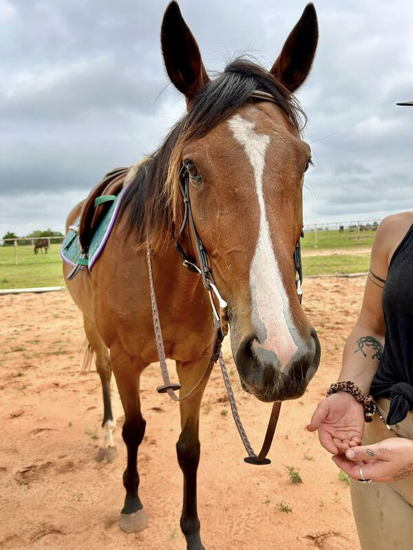 Adoptable horse Vision of Elias